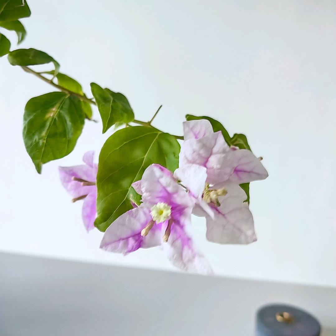 小🌱兵