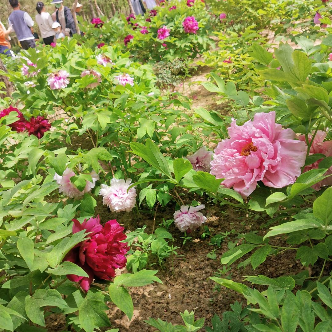 农村张姐