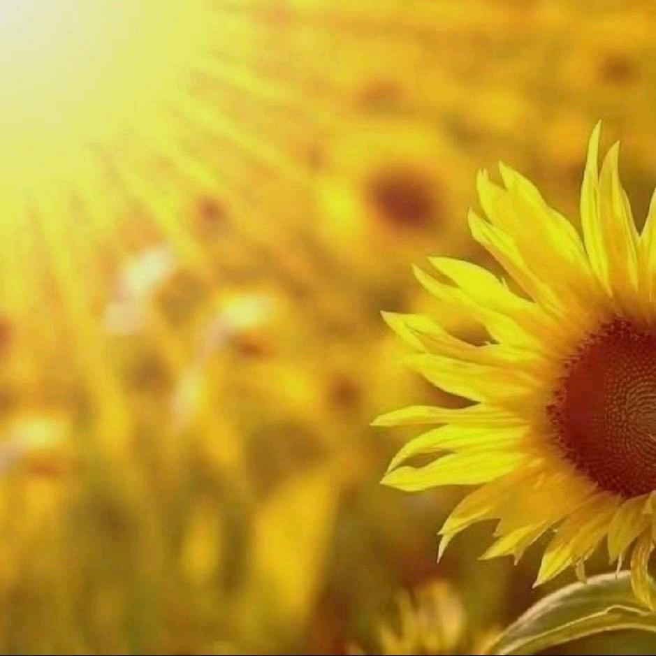 好人一生平安（景华）