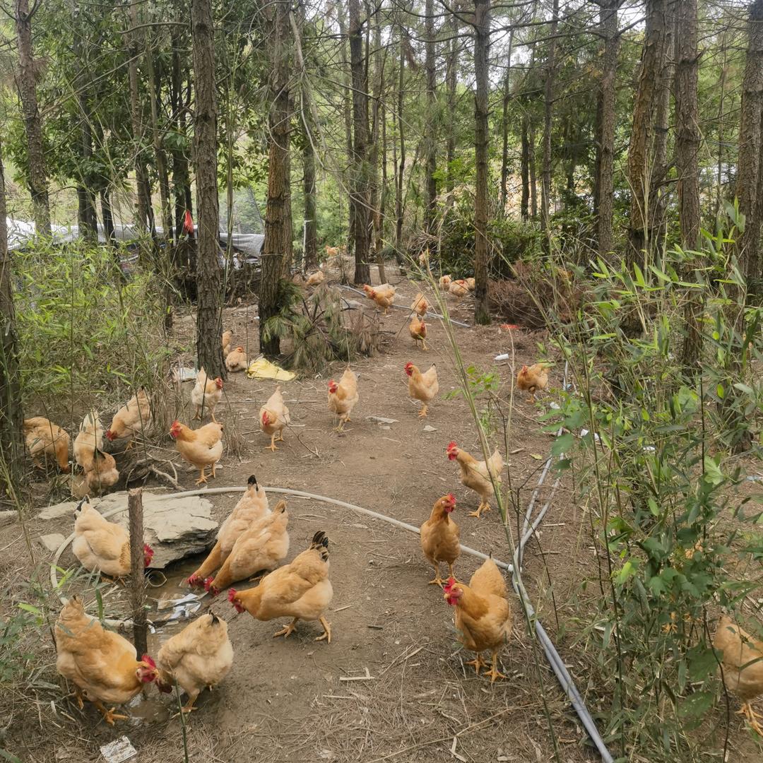 大坪正宗散养土鸡