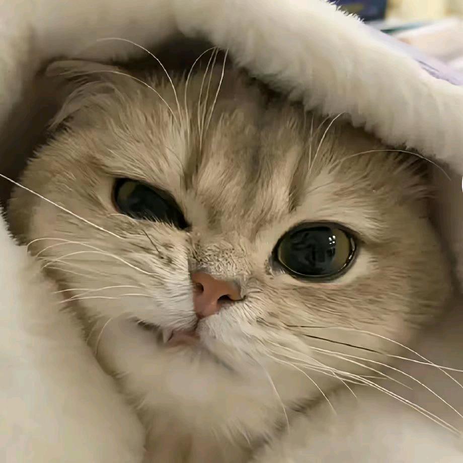 Lin.