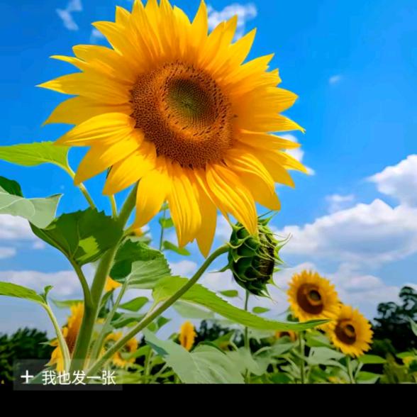 夏天的我