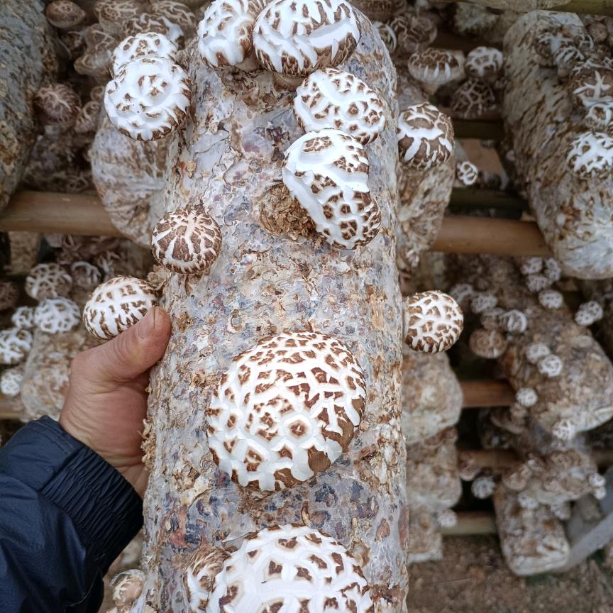 大随小姜