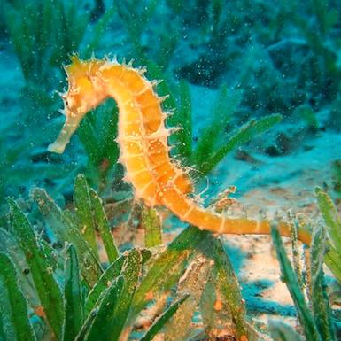 海马斗地主