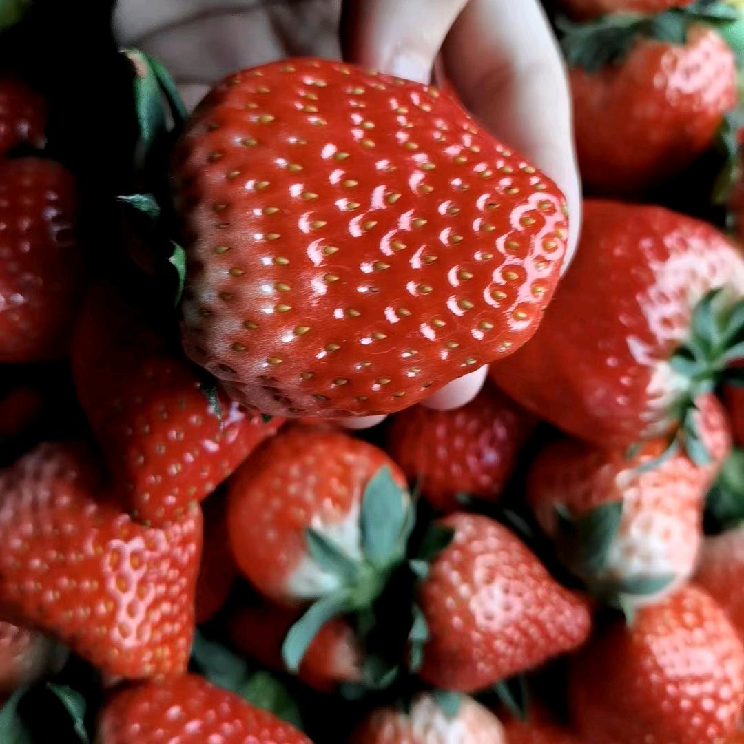 分宜新玉奶油草莓采摘园🍓