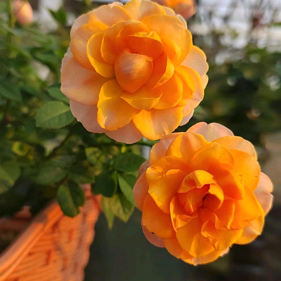 李庄古镇李万元榨油房