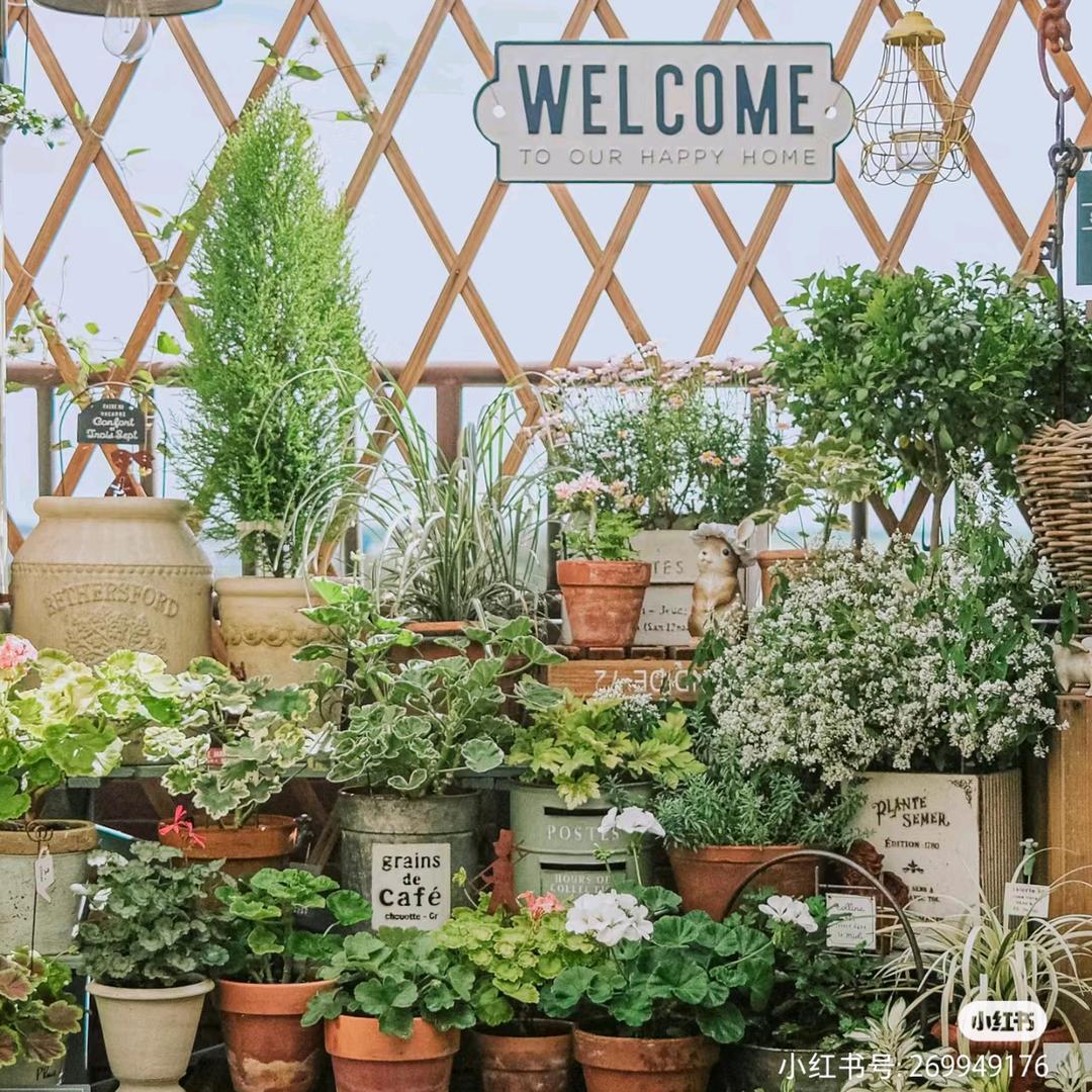 不吃胡萝卜🥕的兔子🐰