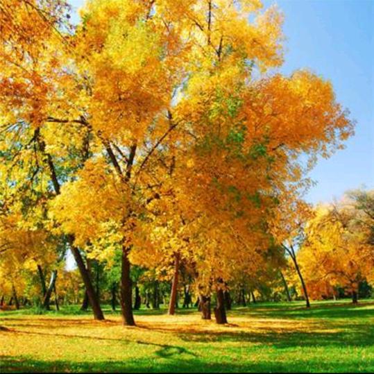 💞এ᭄ 幸运女神ꦿృ༊