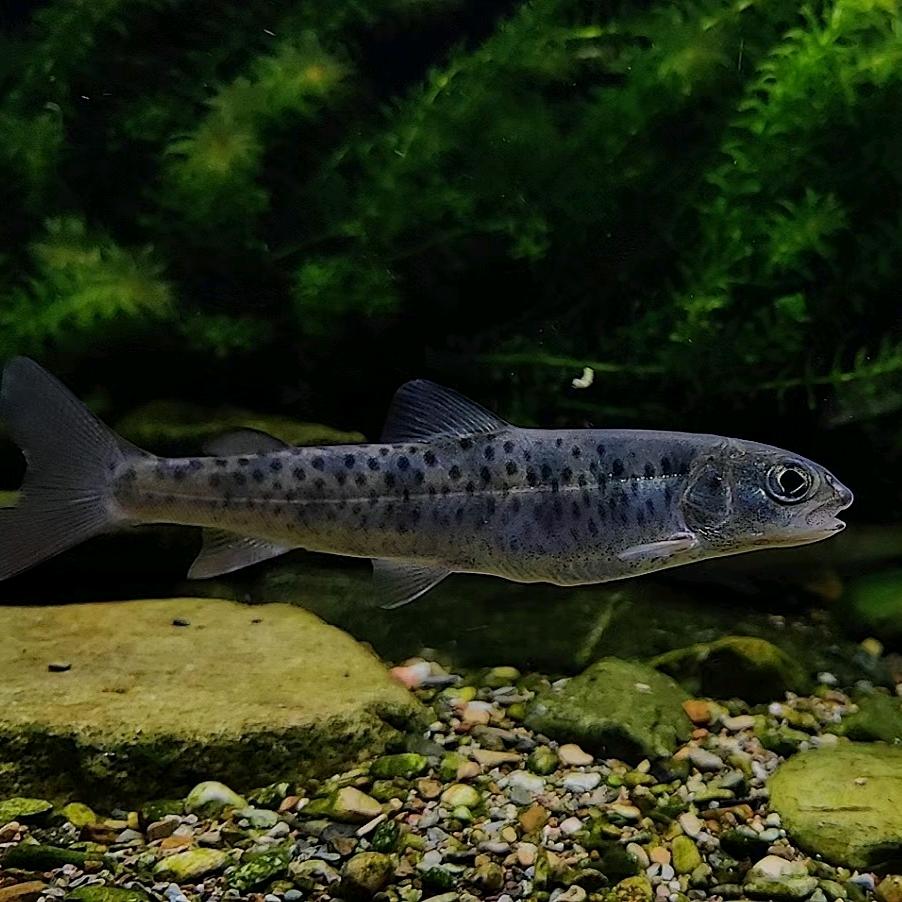 冰天雪地冷水鱼