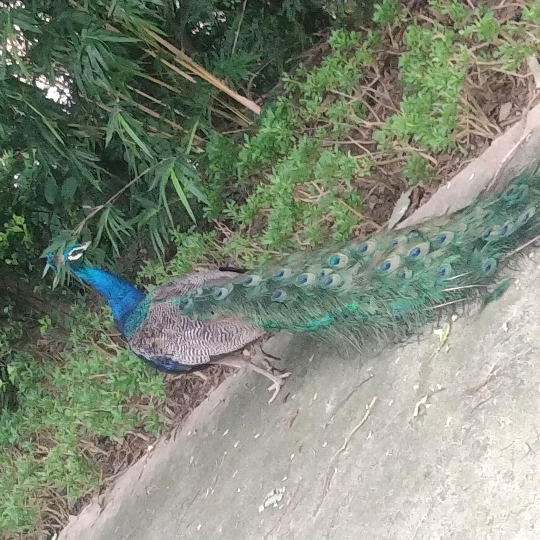 石拱桥
