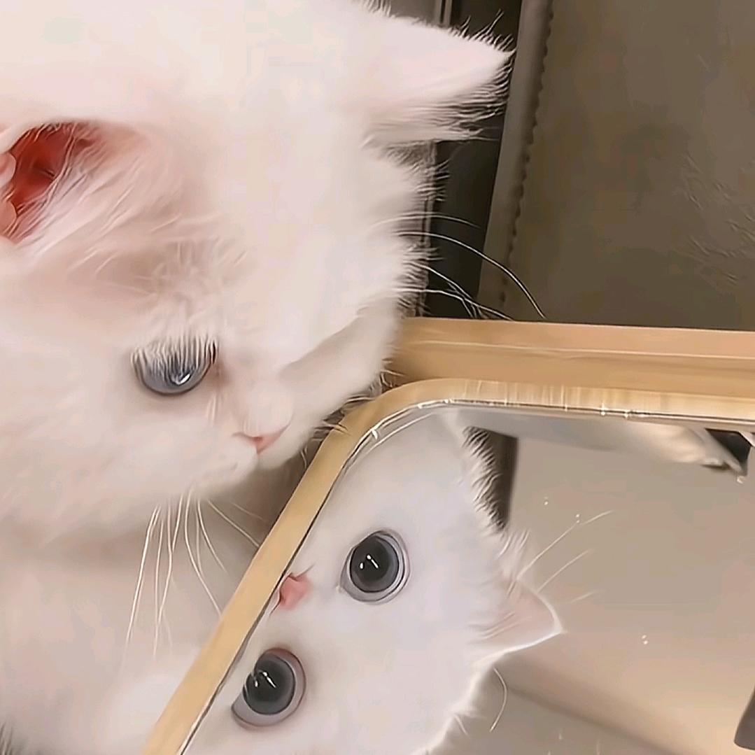 喵美美