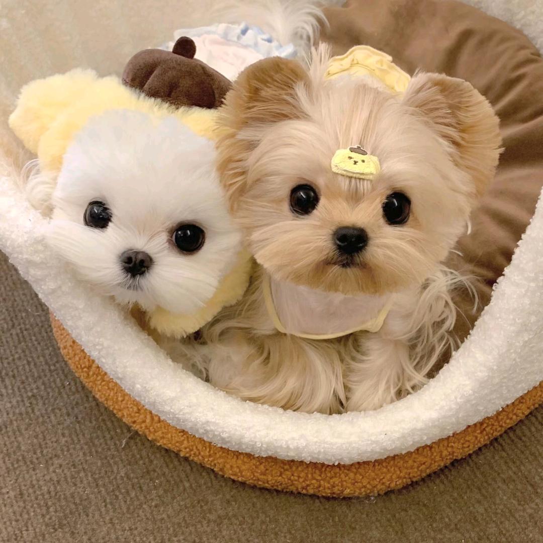 可可萌萌宠基地