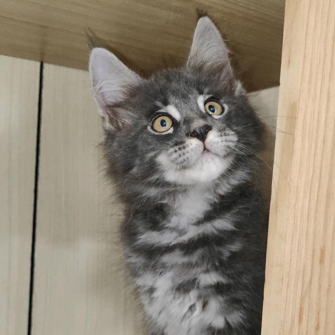 心海🌸缅因猫
