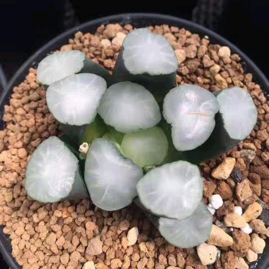 金刚园艺专营店多肉大推荐