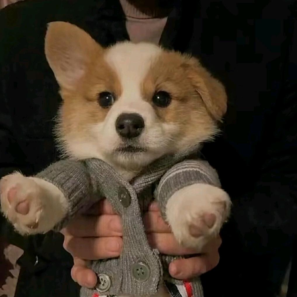 咖