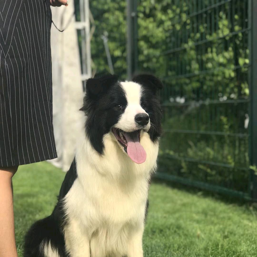 昆明市盘龙区七彩牧缘宠物店