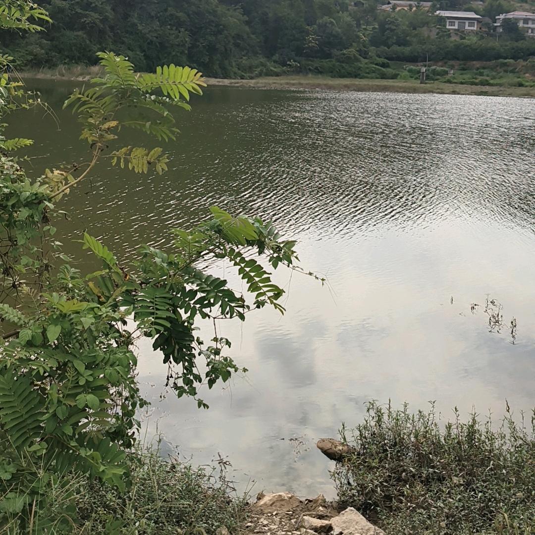 土坡上的狗尾巴草