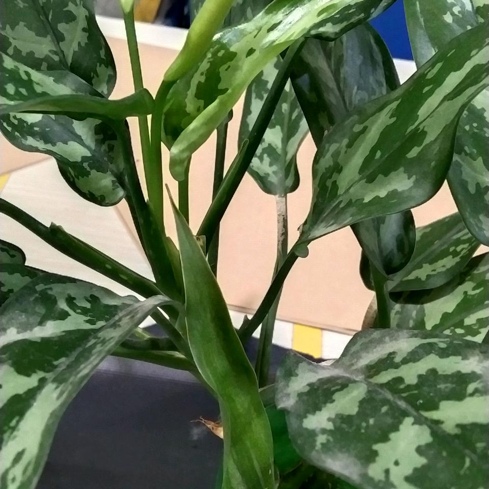 遂梦前行