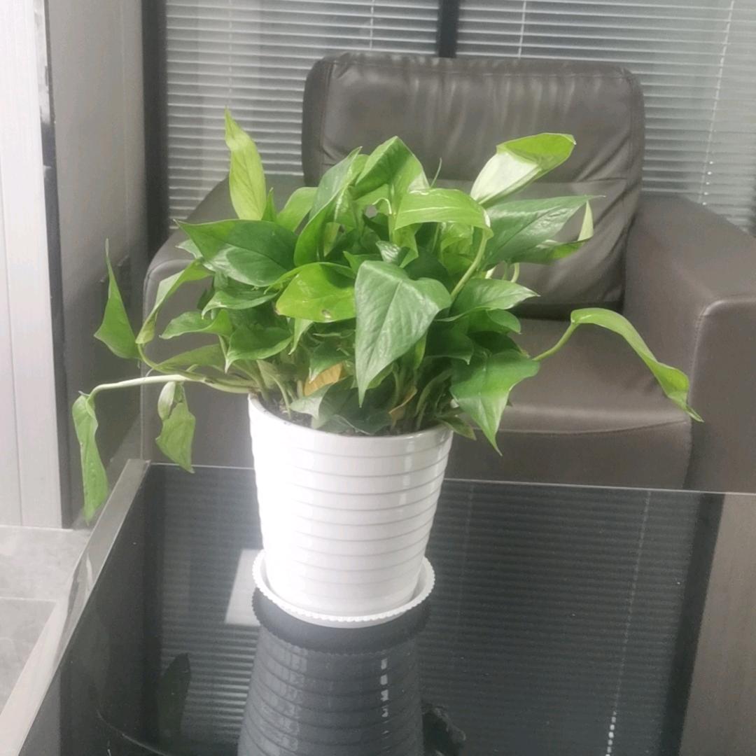 古月