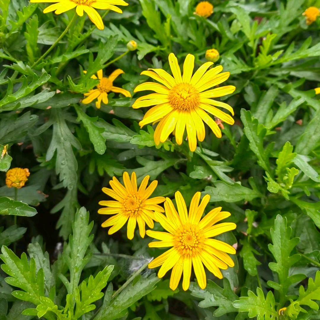 电火锅〔新款首发〕聚社盛泰