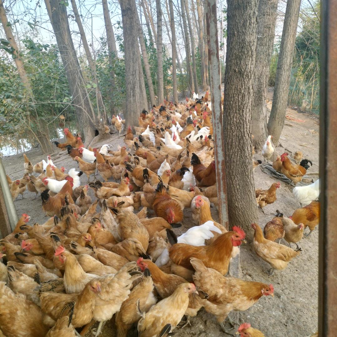 沈顾草鸡养殖