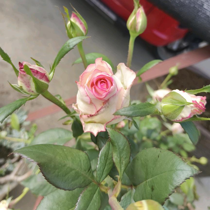 浙疆朴老板优选