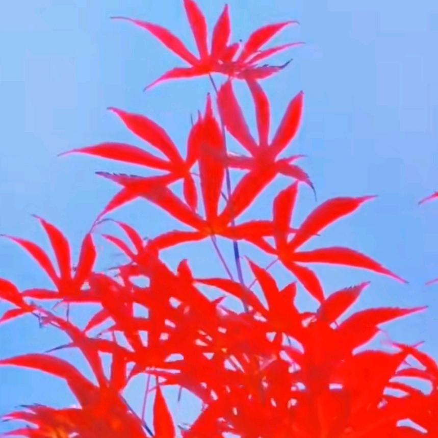 🍁枫叶红满山🍁