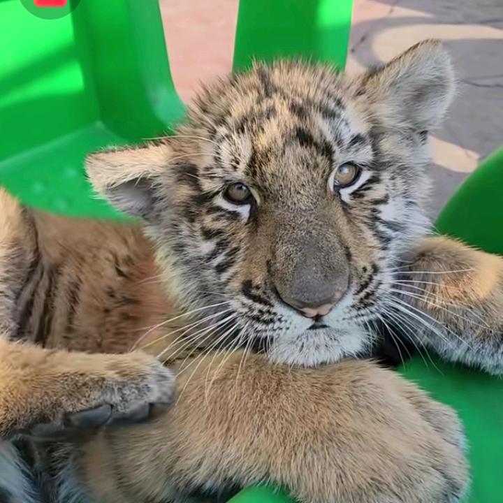 虎蛋