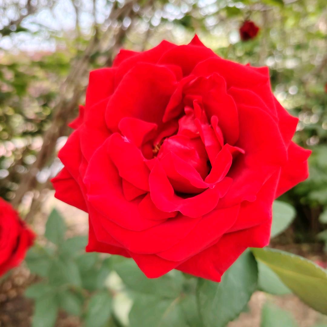 🌺春暖花开🌺
