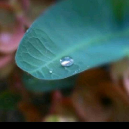 鱼眼睛
