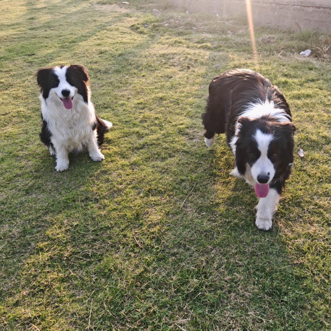 十六➕十八🐶