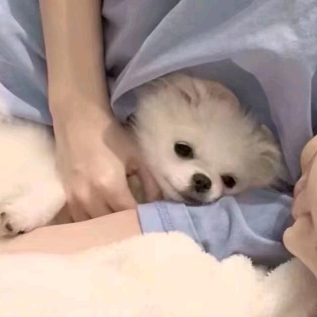 小鱼🐟