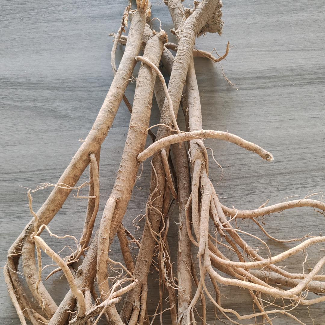 青海小齐哥黄芪种植