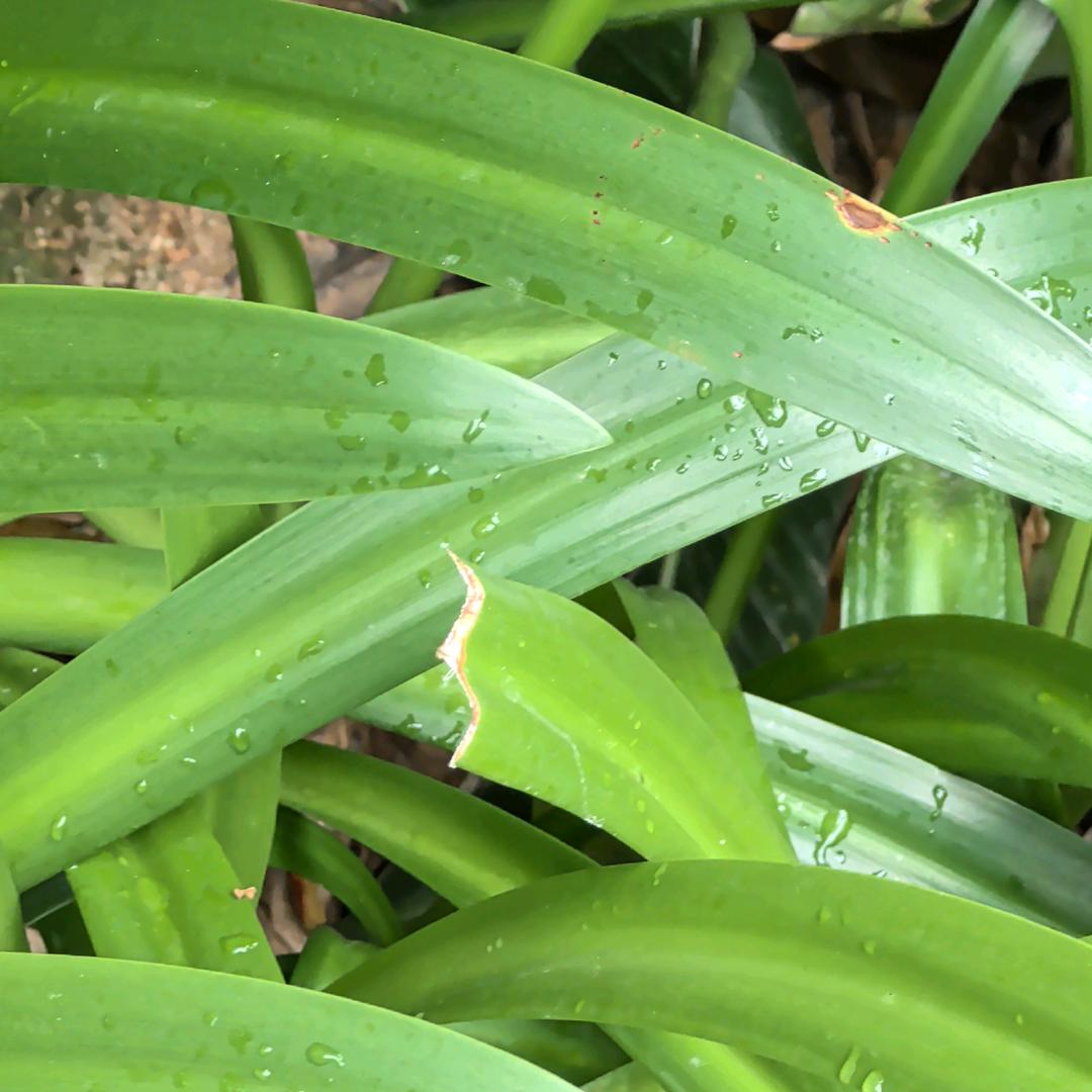 哈密瓜有才能ou