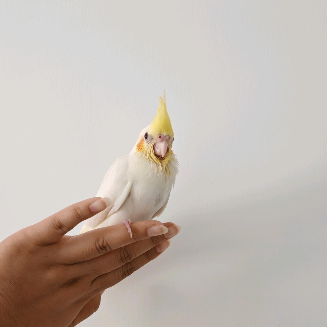 元宝❤️