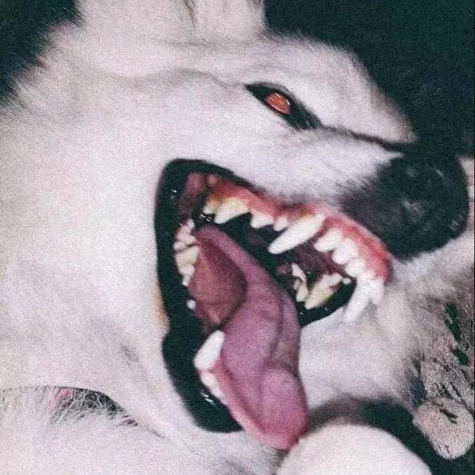 o豆豆王o