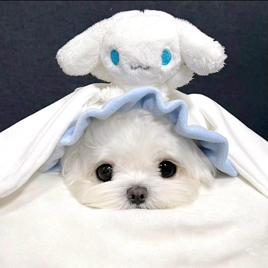 蕾斯特
