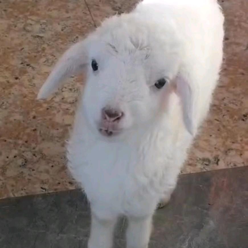 我是一只小羊羊