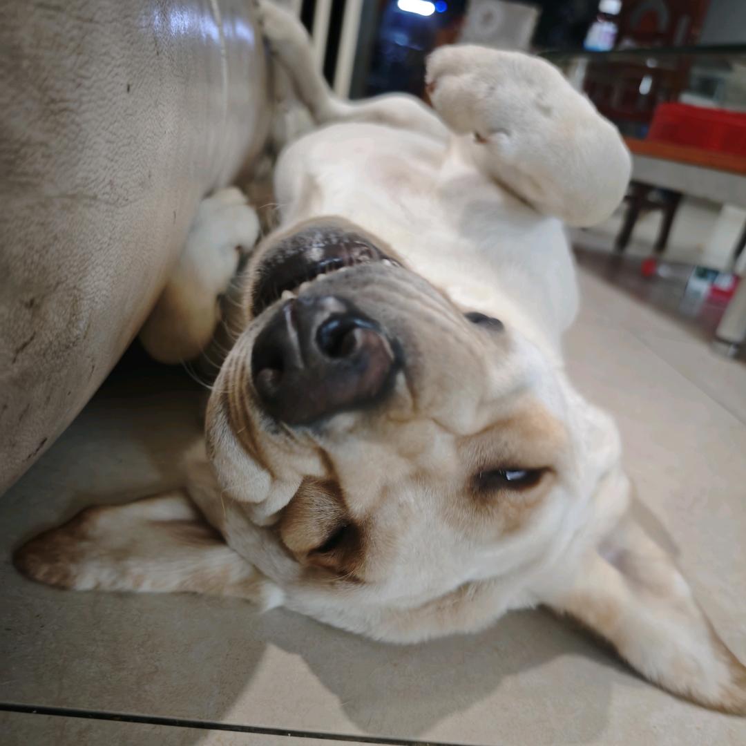 小黑是只拉拉