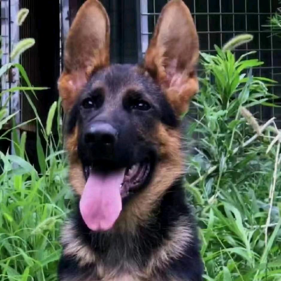 爆红马犬，赛级精品爆红马犬，科目马犬