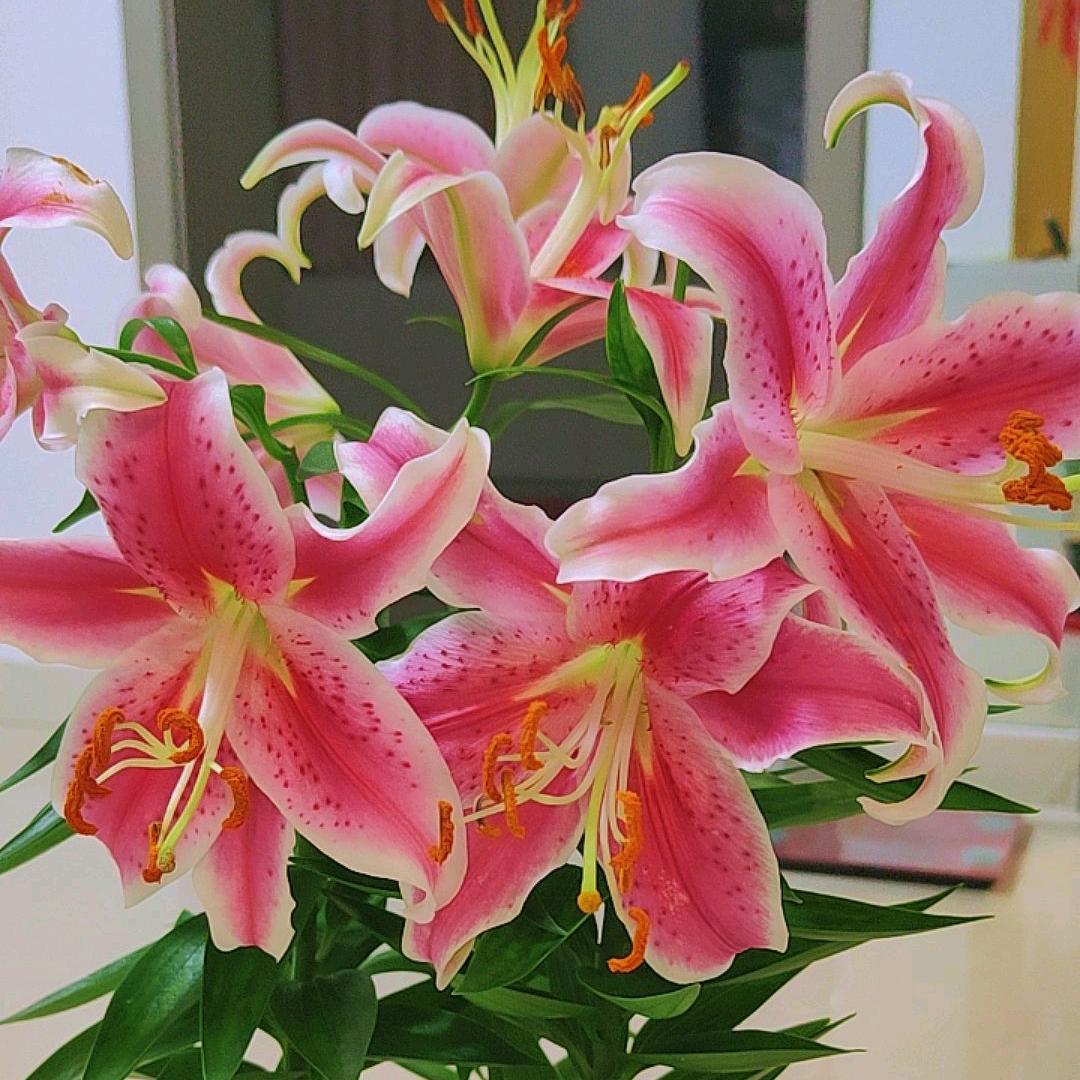 🍒🍓🍒看淡一切🍒🍓🍓