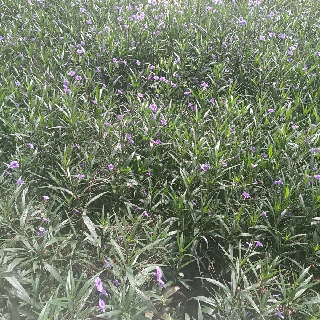 美丽的梦