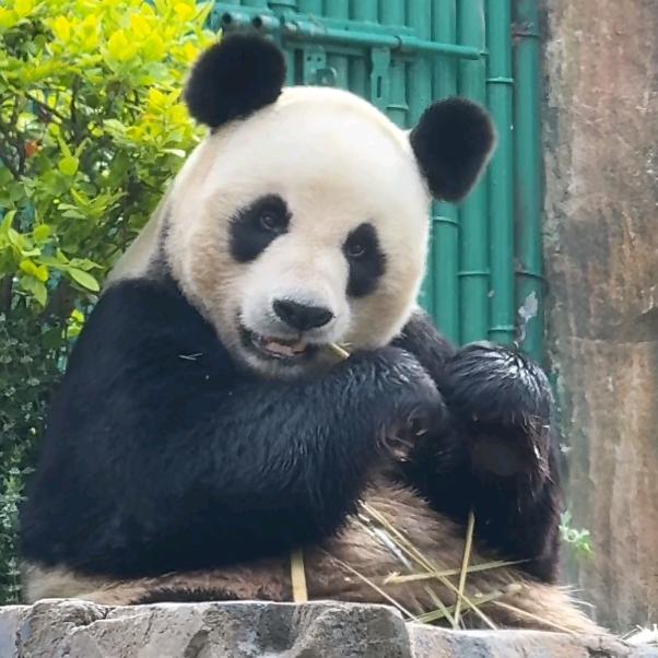 守护美好，🐼