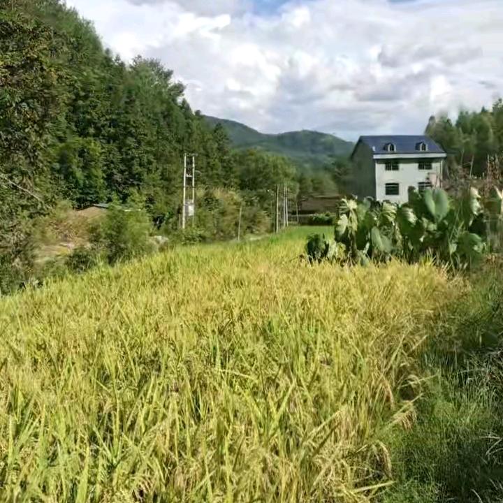 四海为家