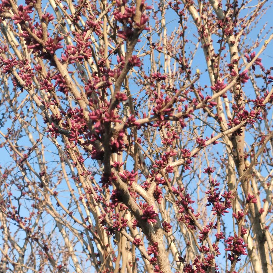 🍃锦李🌵附体✨