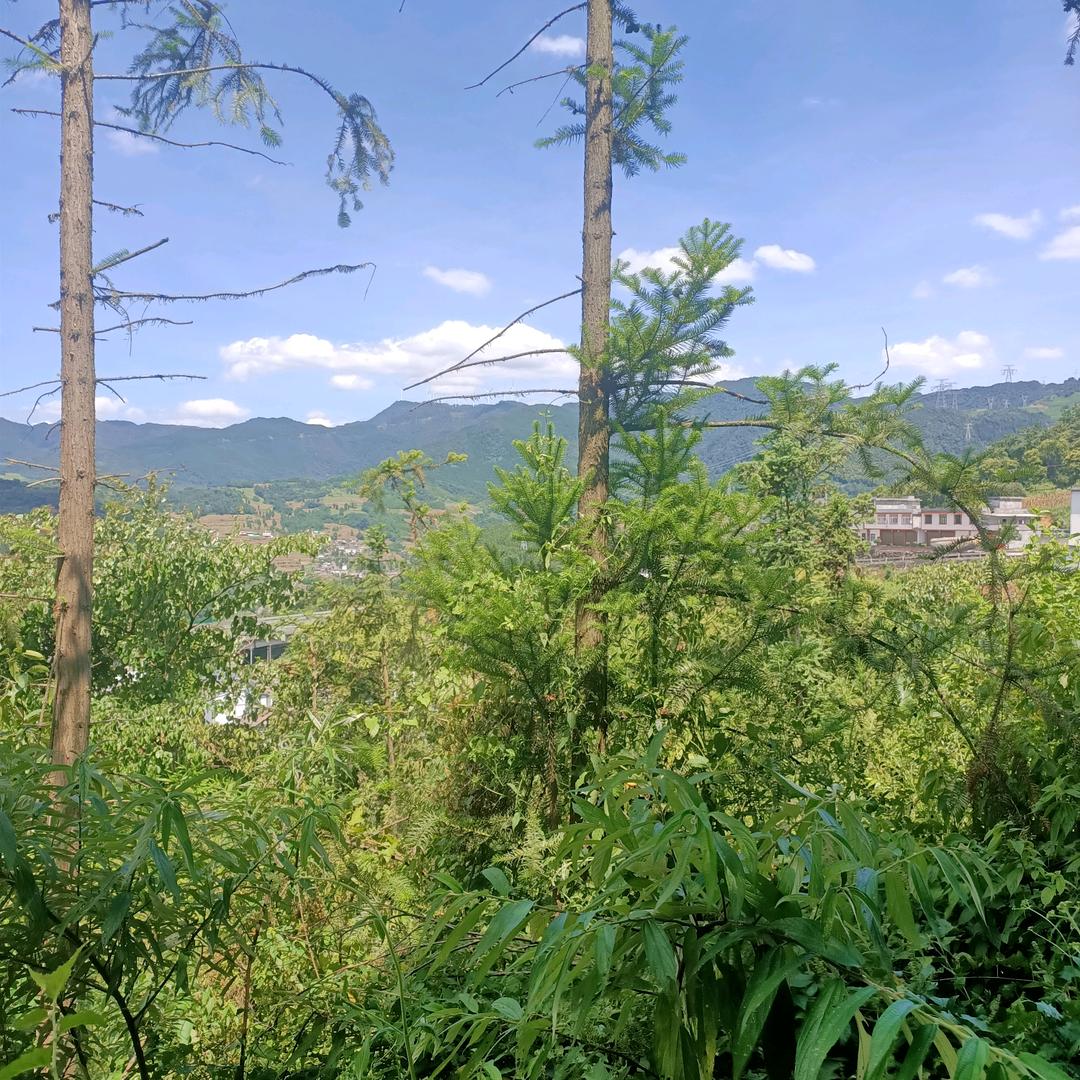 有你真好