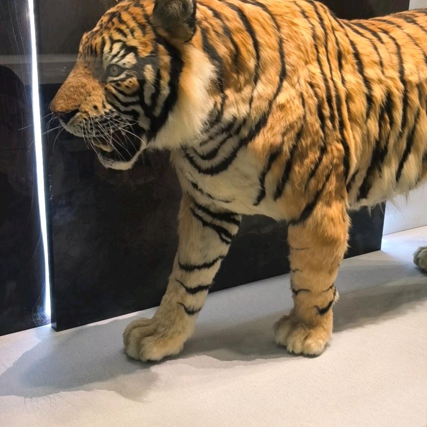 猛虎添翼