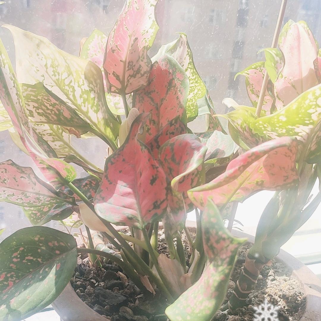 地摊老味烧烤、庄哥