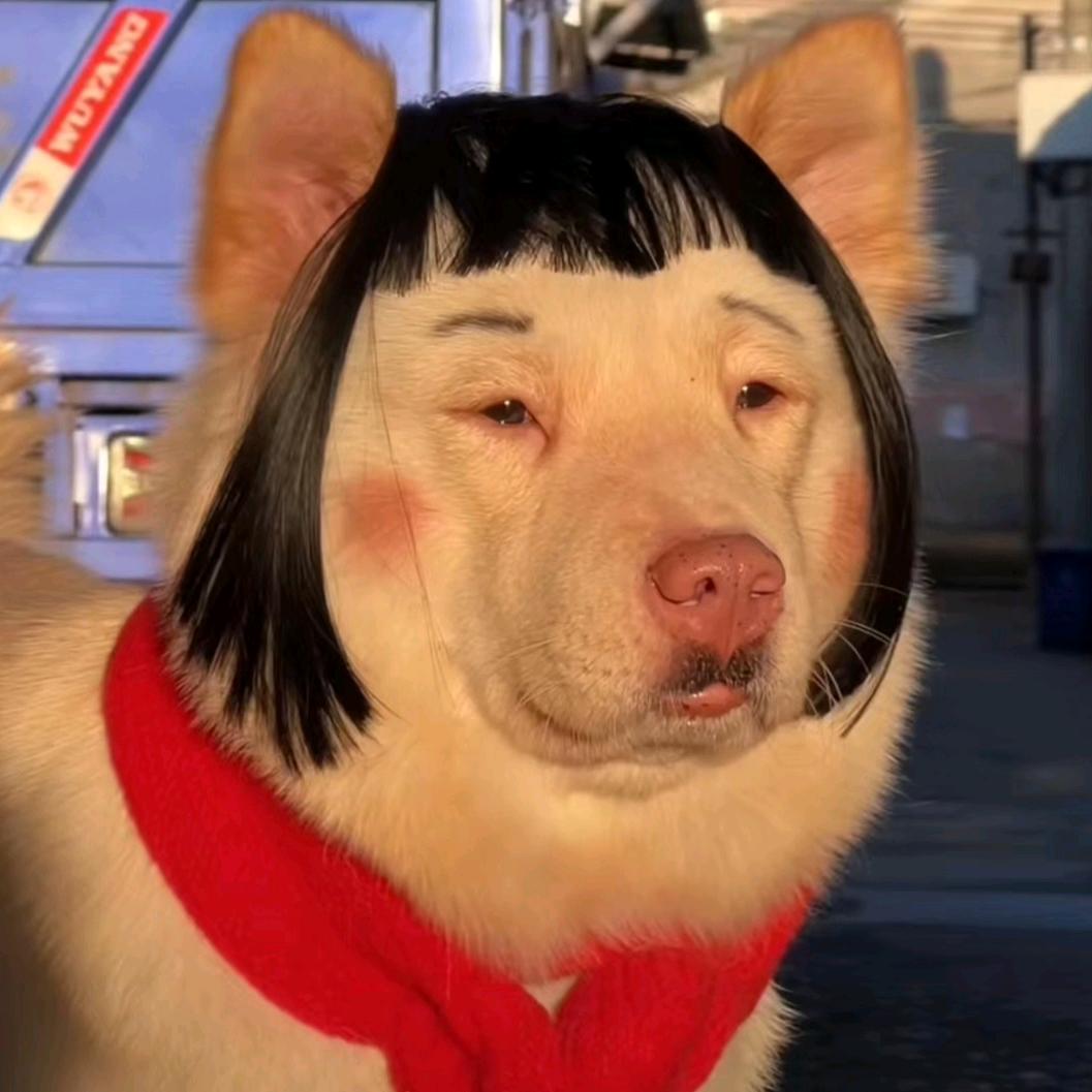 白猫贼强