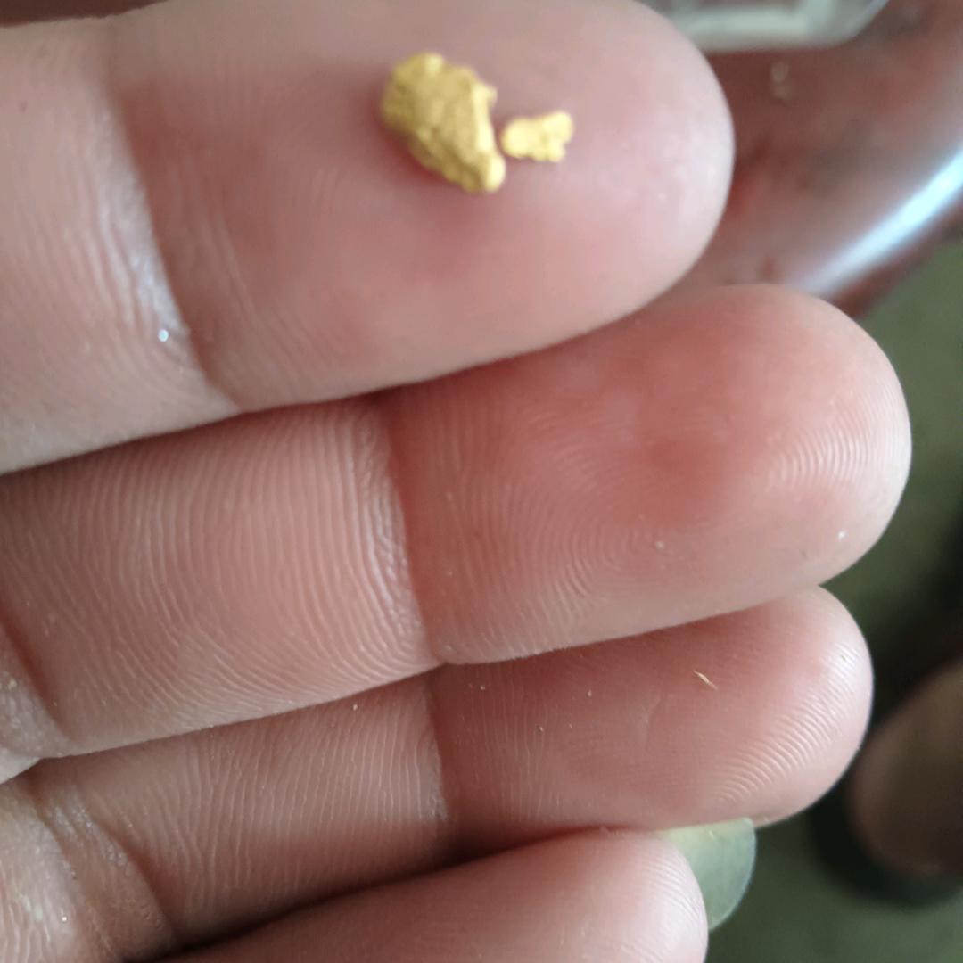 收各种树和收各种山货小徐